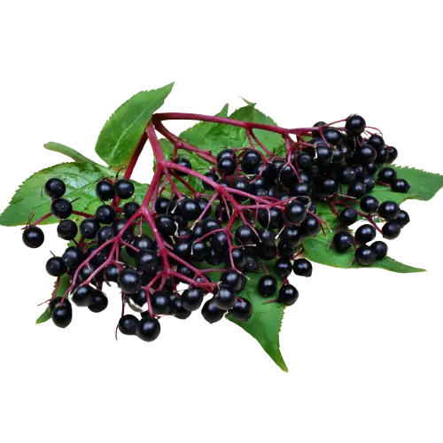 Elderberry image