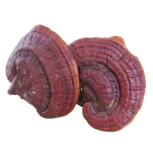 Ganoderma image