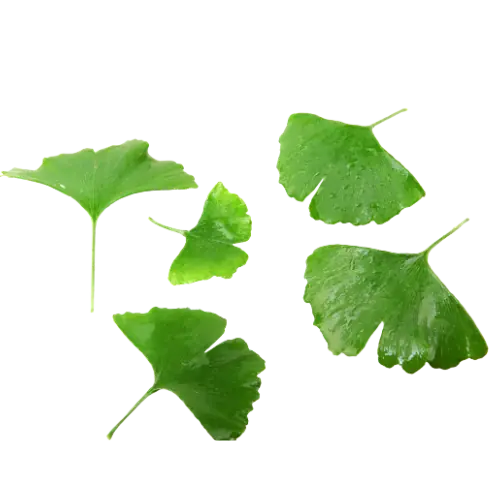 Ginko Biloba image