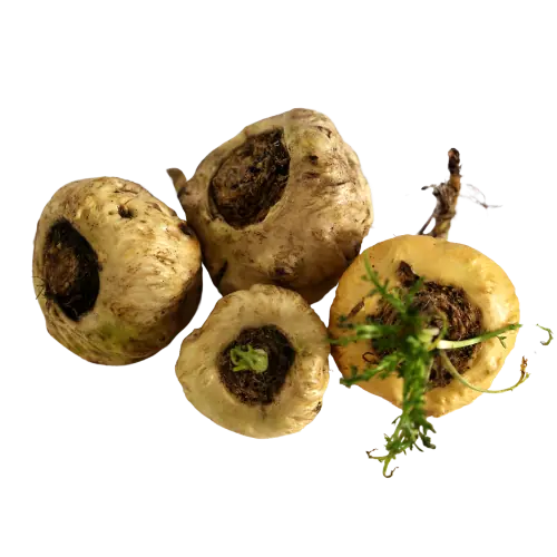 Maca Root image