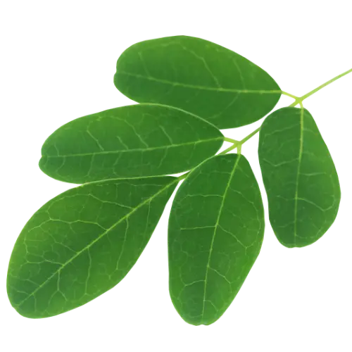 Moringa Oleifera image