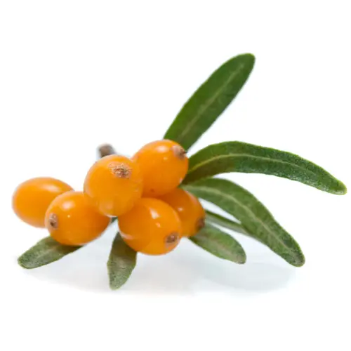 Sea Buckthorn image